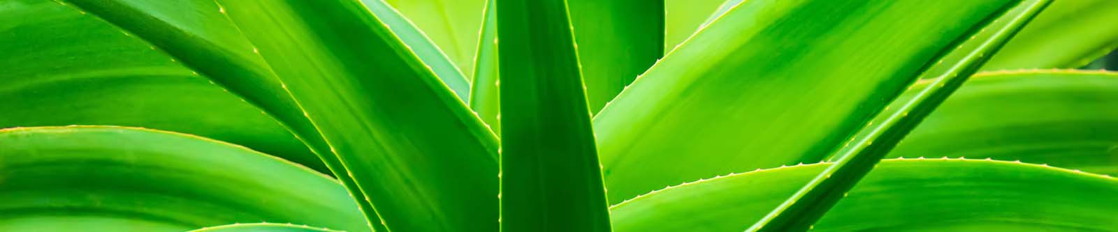 Aloe Vera for IC pain | Products for interstitial Cystitis and bladder disorders